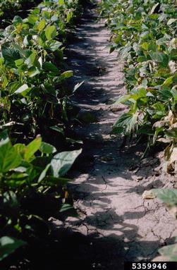 Common bacterial  blight of beans, fuscous blight (Xanthomonas axonopodis pv. phaseoli) on common bean (Phaseolus vulgaris ) - 5359946