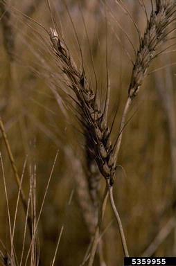 Gibberella stalk rot (Gibberella zeae ) on common wheat (Triticum aestivum ) - 5359955