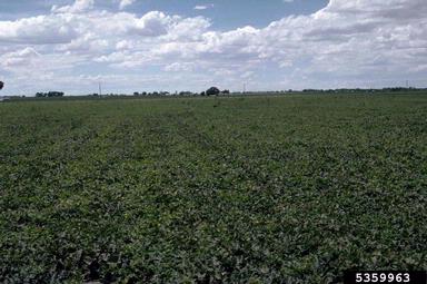 watermelon, Citrullus lanatus  (Violales: Cucurbitaceae) - 5359963