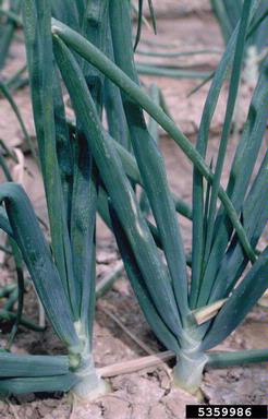 Iris Yellow Spot Virus (Tospovirus IYSV ) on garden onion (Allium cepa ) - 5359986