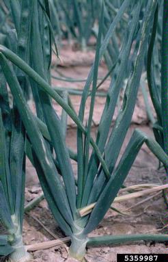 Iris Yellow Spot Virus (Tospovirus IYSV ) on garden onion (Allium cepa ) - 5359987