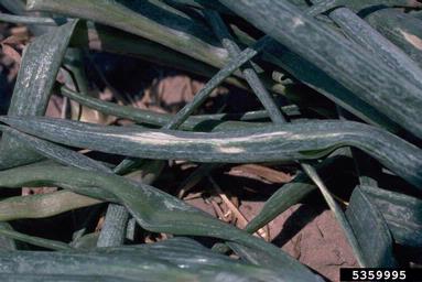 Iris Yellow Spot Virus (Tospovirus IYSV ) on garden onion (Allium cepa ) - 5359995