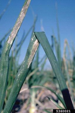 Xanthomonas leaf blight of onion (Xanthomonas axonopodis pv. allii) on garden onion (Allium cepa ) - 5360021