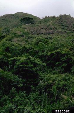 cattle, Bos spp.  (Artiodactyla: Bovidae) - 5360062