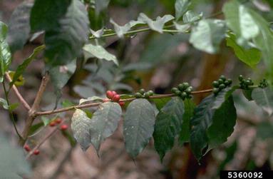 coffee, Coffea spp.  (Rubiales: Rubiaceae) - 5360092