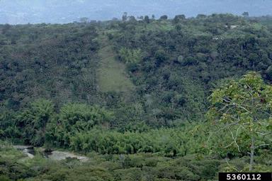 coffee, Coffea spp.  (Rubiales: Rubiaceae) - 5360112
