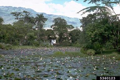 lakes and ponds,    (Freshwater biomes: Miscellaneous Lakes and Ponds) - 5360123