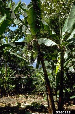 plantain, Musa x paradisiaca  (Zingiberales: Musaceae) - 5360128