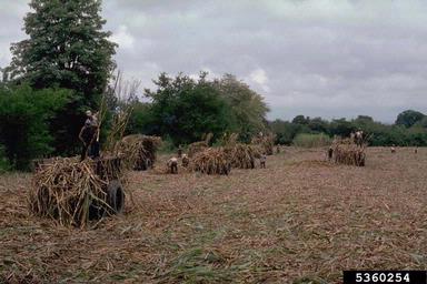 sugarcane, Saccharum officinarum  (Cyperales: Poaceae) - 5360254