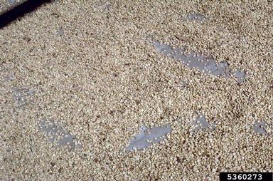 coffee, Coffea spp.  (Rubiales: Rubiaceae) - 5360273
