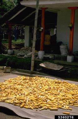 corn, Zea mays  (Cyperales: Poaceae) - 5360276
