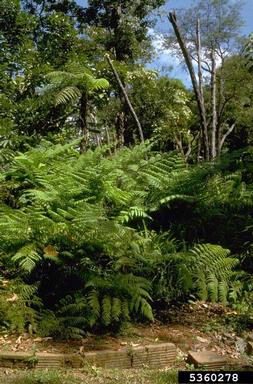 Dixie silverback fern, Pityrogramma calomelanos  (Polypodiales: Pteridaceae) - 5360278