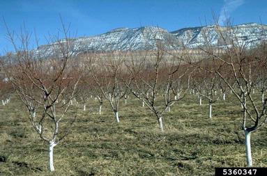 peach, Prunus persica  (Rosales: Rosaceae) - 5360347