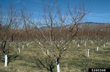 peach, Prunus persica  (Rosales: Rosaceae) - 5360348