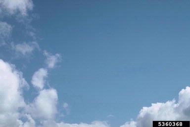 clouds,    (Terrestrial weather: Other natural phenomena) - 5360368