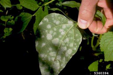 Floury leaf spot (Mycovellosiella phaseoli ) on common bean (Phaseolus vulgaris ) - 5360394