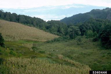 meadow,    - 5360446