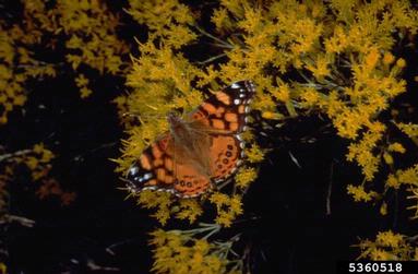 painted lady butterfly, Vanessa cardui  (Lepidoptera: Nymphalidae) - 5360518