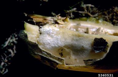 Sclerotinia rot (Sclerotinia sclerotiorum ) on zucchini (Cucurbita pepo var. pepo) - 5360531