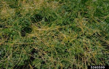 dodder (Cuscuta spp. ) on carrot (Daucus carota ssp. sativus) - 5360599
