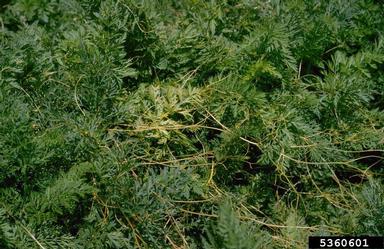 dodder (Cuscuta spp. ) on carrot (Daucus carota ssp. sativus) - 5360601