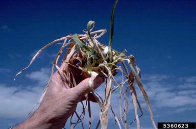 phytoplasma (general) (Phytoplasma  ) on garden onion (Allium cepa ) - 5360623
