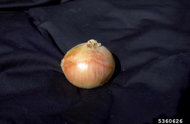 garden onion, Allium cepa  (Liliales: Liliaceae) - 5360626