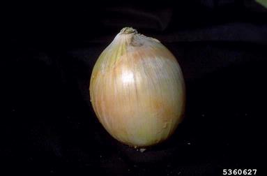 garden onion, Allium cepa  (Liliales: Liliaceae) - 5360627