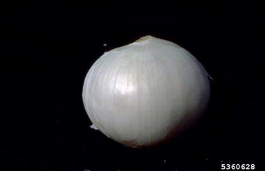 garden onion, Allium cepa  (Liliales: Liliaceae) - 5360628