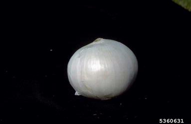 garden onion, Allium cepa  (Liliales: Liliaceae) - 5360631