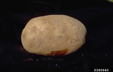 potato, Solanum tuberosum  (Solanales: Solanaceae) - 5360640