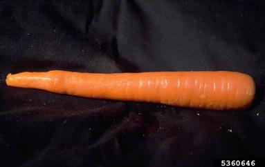 carrot, Daucus carota ssp. sativus (Apiales: Apiaceae) - 5360646