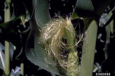 corn, Zea mays  (Cyperales: Poaceae) - 5360692