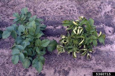 Potato Leaf Roll Virus (Polerovirus PLRV ) on potato (Solanum tuberosum ) - 5360715