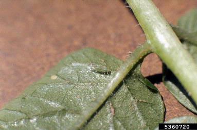 potato/tomato psyllid (Paratrioza cockerelli ) on potato (Solanum tuberosum ) - 5360720