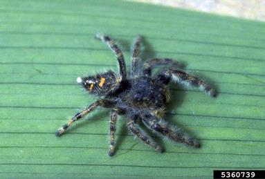 daring jumping spider, Phidippus audax  (Araneae: Salticidae) - 5360739