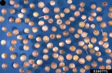 coriander, Coriandrum sativum  (Apiales: Apiaceae) - 5360771