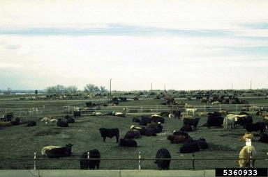 cattle, Bos spp.  (Artiodactyla: Bovidae) - 5360933