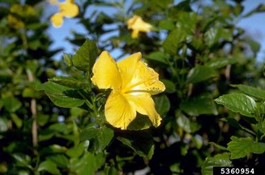 hibiscus, Hibiscus spp.  (Malvales: Malvaceae) - 5360954