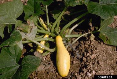 crookneck squash, Cucurbita moschata  (Violales: Cucurbitaceae) - 5360961