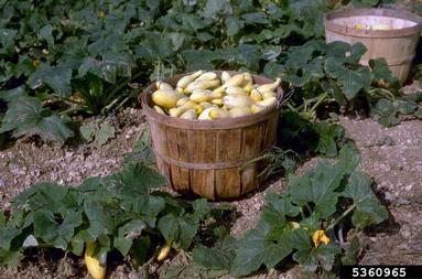 crookneck squash, Cucurbita moschata  (Violales: Cucurbitaceae) - 5360965