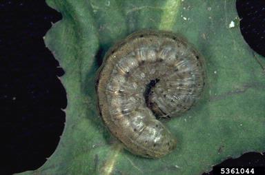 army cutworm, Euxoa auxiliaris  (Lepidoptera: Noctuidae) - 5361044
