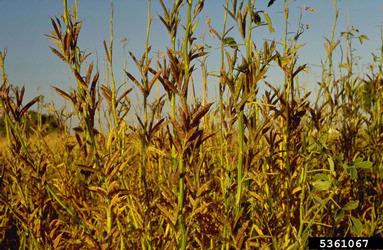 guar, Cyamopsis tetragonoloba  (Fabales: Fabaceae (Leguminosae)) - 5361067