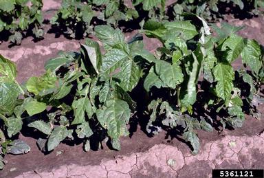 cowpea, Vigna unguiculata  (Fabales: Fabaceae (Leguminosae)) - 5361121