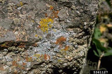 lichen,    - 5361127