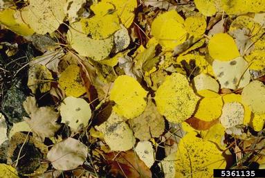 quaking aspen, Populus tremuloides  (Salicales: Salicaceae) - 5361135