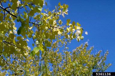 quaking aspen, Populus tremuloides  (Salicales: Salicaceae) - 5361136