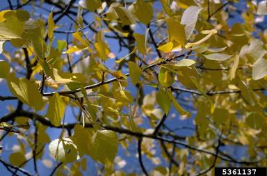 quaking aspen, Populus tremuloides  (Salicales: Salicaceae) - 5361137
