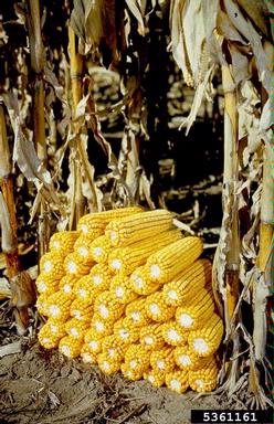 corn, Zea mays  (Cyperales: Poaceae) - 5361161