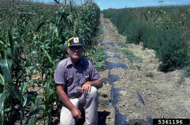 corn, Zea mays  (Cyperales: Poaceae) - 5361196